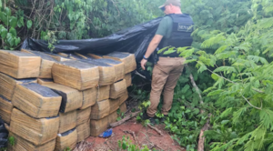 Incautan casi dos toneladas de marihuana dentro de un depósito narco - trece