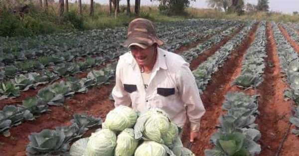 La Nación / Senave trabaja en armonización fitosanitaria para ampliar exportación frutihortícola