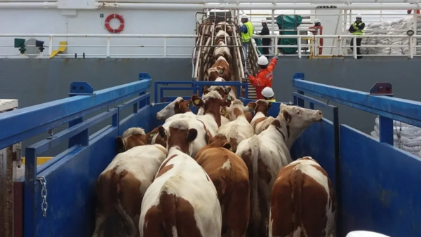 Paraguay apunta a su primera exportación de ganado en pie al mercado de Marruecos | Agronegocios | 5Días