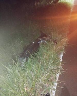 Motociclista chocó contra una vaca suelta y murió - 1000 Noticias