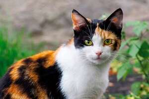 Los secretos detrás de los gatos calicó: más allá de una simple coloración - Mascotas - ABC Color