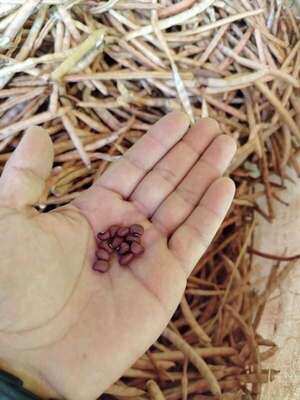 Ante prolongada sequía, productores optan por maní, sésamos y otros cultivos alternativos - ABC Campo - ABC Color