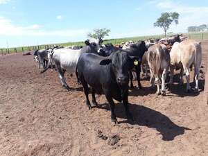 El ganadero debe apostar al confinamiento - ABC Campo - ABC Color