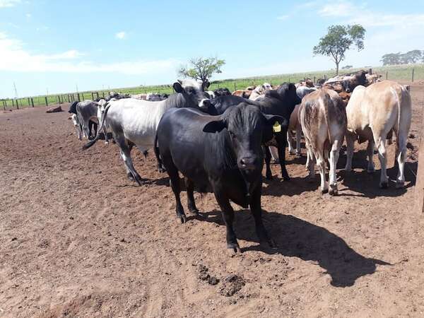 El ganadero debe apostar al confinamiento - ABC Campo - ABC Color