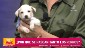 ¿Por qué se rascan tanto los perros?