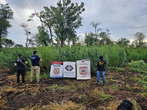 Desmantelan plantación de marihuana en Alto Verá y destruyen tres hectáreas de cultivos