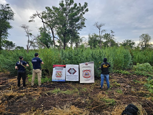 Desmantelan plantación de marihuana en Alto Verá y destruyen tres hectáreas de cultivos