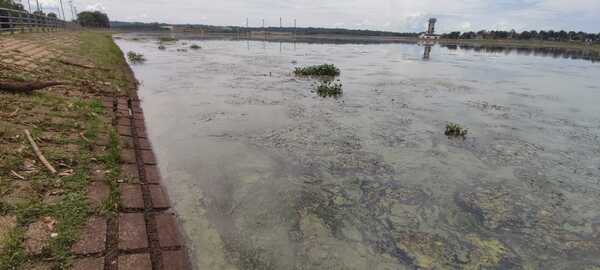 Cianobacterias invaden aguas de arroyos urbanos de Encarnación