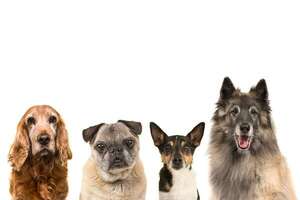 Inteligencia canina y envejecimiento: cómo mantener agudos a los perros mayores - Mascotas - ABC Color