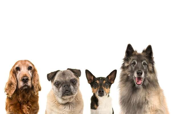 Inteligencia canina y envejecimiento: cómo mantener agudos a los perros mayores - Mascotas - ABC Color