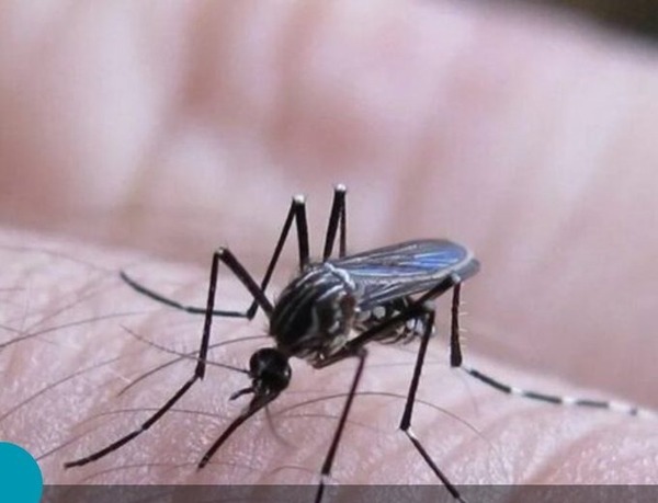 Casos de dengue: IPS registra un alza en consultas por cuadros febriles - ADN Digital