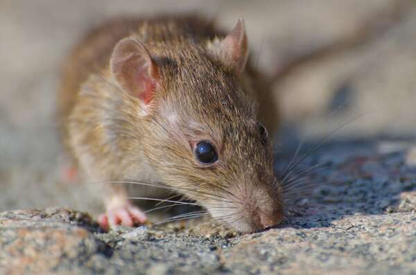 Alerta en Argentina: mujer fallece por hantavirus en Bariloche y aíslan a 24 personas - Mundo - ABC Color