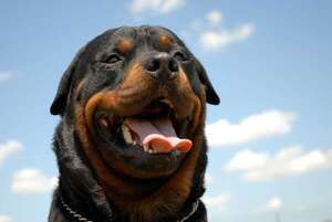Las mejores razas de perros guardianes: ¿cuál es la más efectiva? - Mascotas - ABC Color