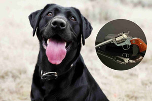 Perro dispara por accidente contra su dueño en EEUU - Noticiero Paraguay