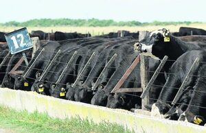 Novillo Mercosur subió a US$ 3,79 a la carne: ¿cómo se comportó el precio en cada país?