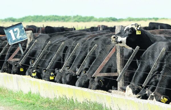 Novillo Mercosur subió a US$ 3,79 a la carne: ¿cómo se comportó el precio en cada país?