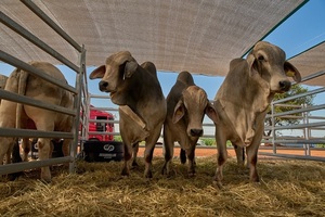 El Rodeo prepara dos remates multi especies y razas en Feria Innovar