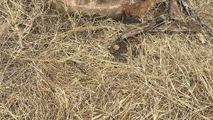 Niña cae a un pozo de agua y es rescatada con vida