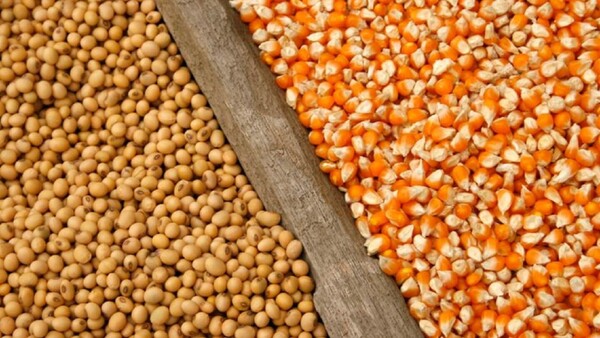 Pekín apuesta por desarrollar maíz rico en proteínas para frenar su dependencia de la soja