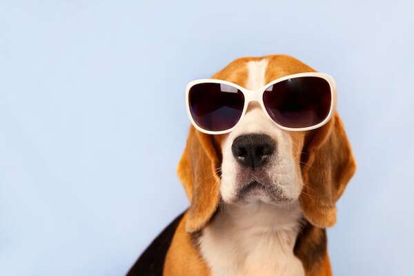 ¿Tu perro te ignora? Errores comunes en su educación - Mascotas - ABC Color