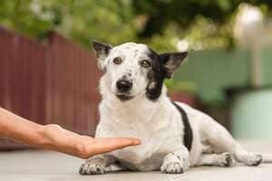 Cómo detectar signos tempranos de artritis en tu mascota - Mascotas - ABC Color