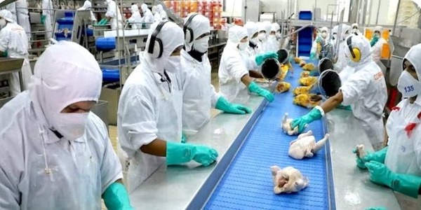 Taiwán solicita último dato para abrir su mercado a la carne avícola de Paraguay - ADN Digital