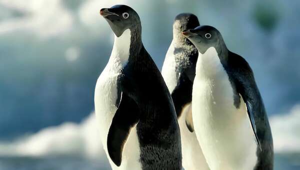 Península antártica: la gripe aviar afecta cada vez a más especies - Ciencia - ABC Color