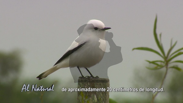 Al Natural: Monjita blanca, kaguaré y taguato hũ - SNT