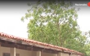 ¡Ndi! Denuncian invasión de avispas en una escuela de Asunción