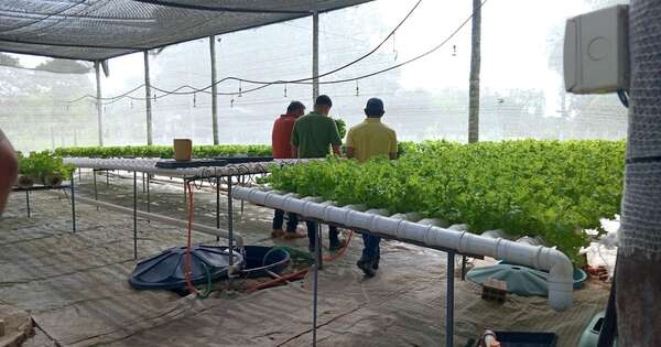 Diario HOY | Presos reciben primer pago tras coronar exitosa producción de lechugas hidropónicas
