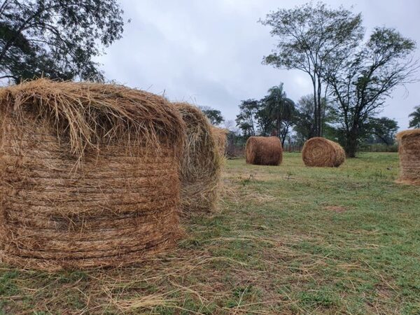 Chaco: parcelas agrícolas vuelven a ser pastoriles, favoreciendo la producción de fardos para la ganadería