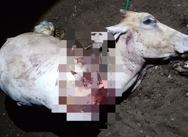 Abigeato Vuelve a Golpear a Pequeño Productor en Concepción