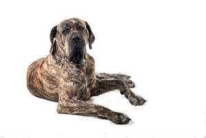 Todo sobre el perro Fila brasileño: comportamiento y cuidados de un gigante fiel - Mascotas - ABC Color