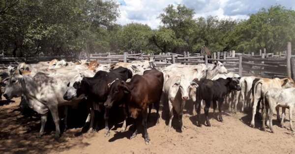 La Nación / Gremio cárnico manifiesta desacuerdo con la creación del Instituto de la Carne