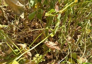 Déficit de lluvias persiste y afecta a cultivos clave