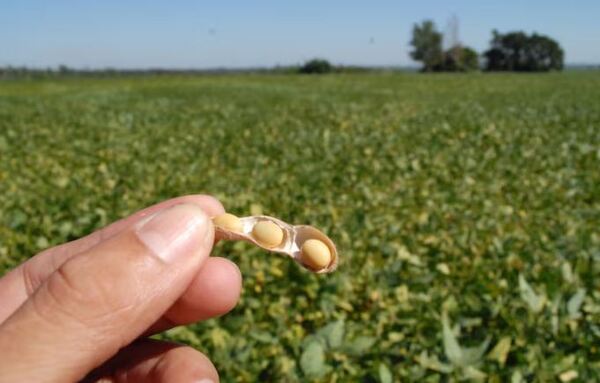 Rendimiento de soja disminuyó entre 200 a 500 kg/ha en Alto Paraná - La Clave
