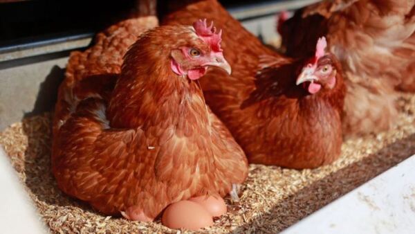 A full venta de gallinas ponedoras por altísimo precio de los huevos