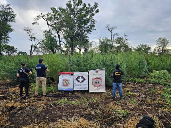 AUDIO. Desaparecen 770 kilos de marihuana antes de su incineración en Saltos del Guairá - Periodísticamente - ABC Color