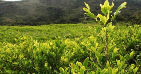 La Nación / México y Bolivia se unirán al pedido de Colombia para despenalizar la coca