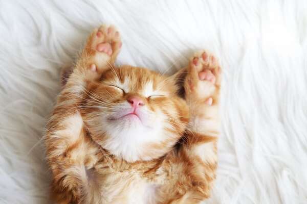 ¿Por qué los gatos duermen tanto? La ciencia detrás de sus largas siestas - Mascotas - ABC Color