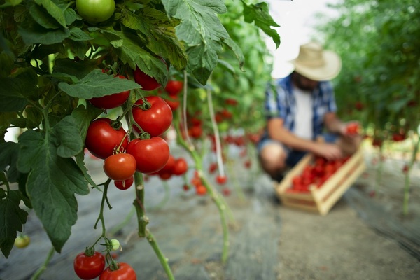 Producción y consumo local de tomate aumentaría gracias a interesante proyecto | Agronegocios | 5Días