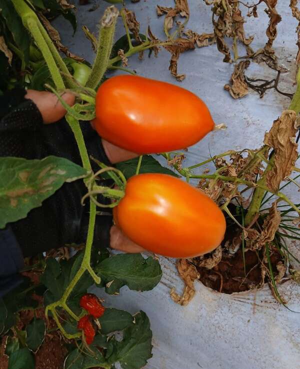 Tomate: prevén aumento progresivo de oferta nacional para estabilizar el mercado - Economía - ABC Color