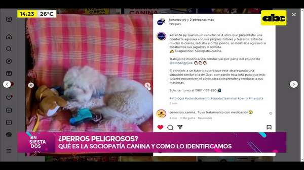 ¿Qué es la sociopatía canina y qué hacer para identificarla? - Ensiestados - ABC Color