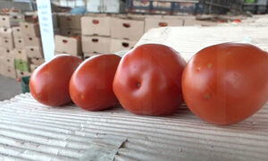220 toneladas por día es el consumo de tomates en Paraguay y tiende a aumentar