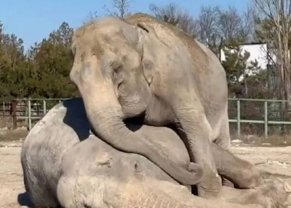 (VIDEO). una elefanta abraza a su compañera fallecida tras 25 años juntas