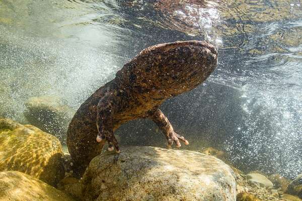 Salamandras gigantes: cuánto miden, dónde viven y qué comen estas enormes criaturas - Ciencia - ABC Color