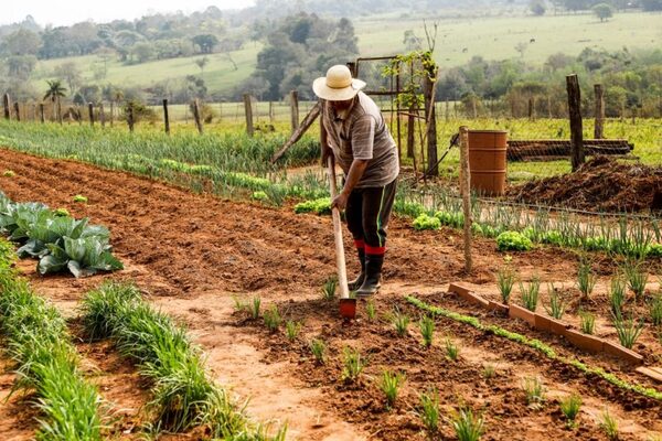 Secretaría de Desarrollo Agropecuario de Cambyretá prepara entrega de semillas para huertas comunitarias y familiares