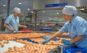Afirman que la producción de huevos será abundante para Semana Santa