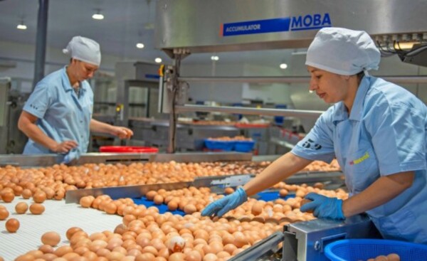 Afirman que la producción de huevos será abundante para Semana Santa