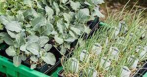Agricultura sostenible con biotecnología en la finca familiar